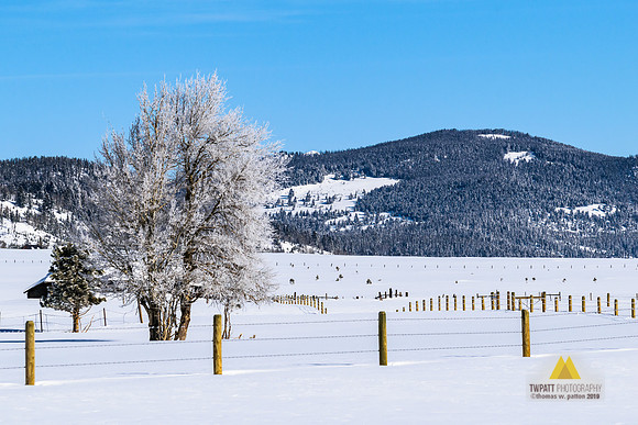 Winter Scene