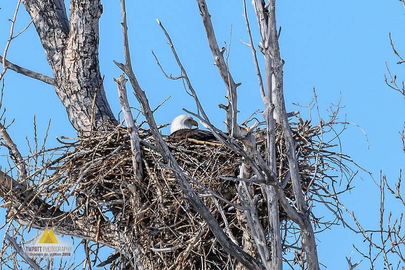 Twpatt Photos | The Rookery is -- ACTIVE