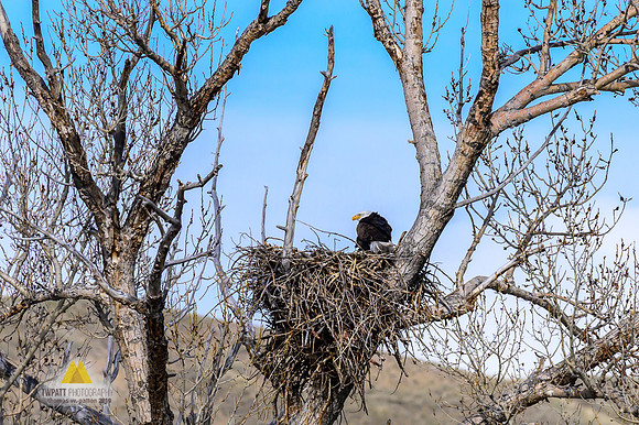 Tending the Nest