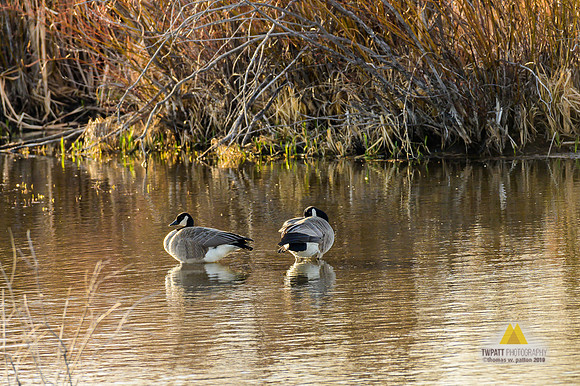 Two Goose Pond