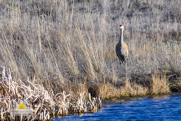 Sand Hill Crane