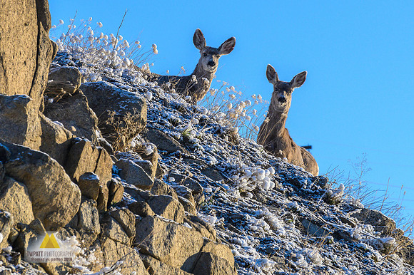 Mulies at the Mine