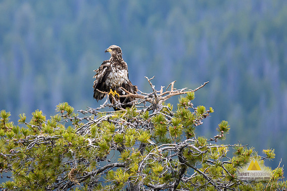 Osprey
