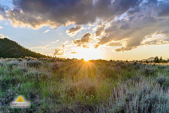 Sage Sun