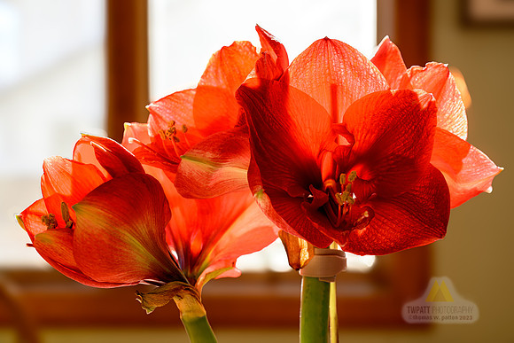 Best of the Season