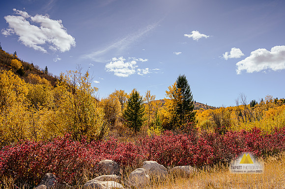 Mill Creek Color