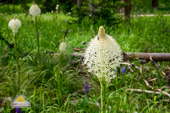 Beargrass