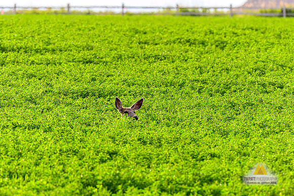 Stealth Deer
