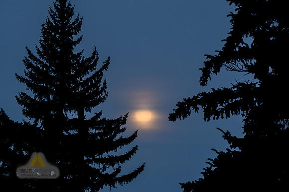Shy Moon
