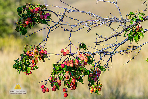 Plum Ready