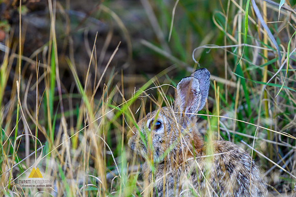 Cottontail