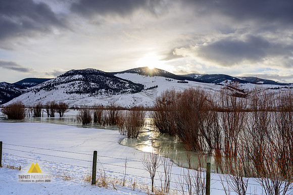 Winter Willows