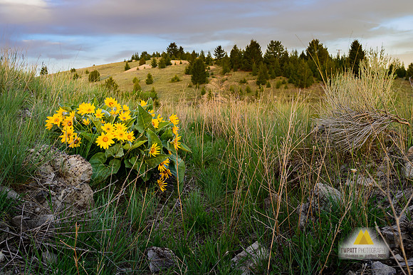 In Full Bloom
