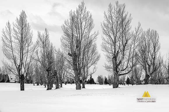 The Elders