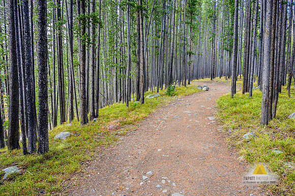 A Road Less Traveled