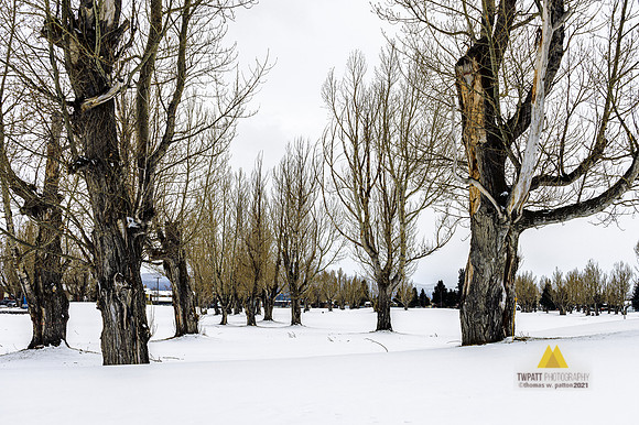 Winter Life