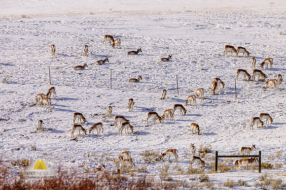 Winter Grazing