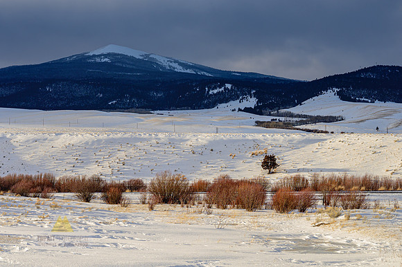 Winter Sun
