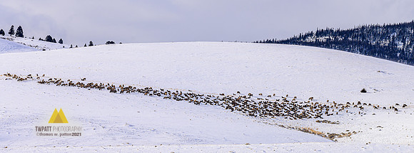 Winter Grounds
