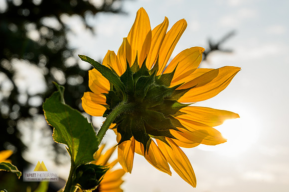 Good Mornin' Sunshine