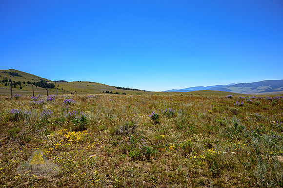 Wildflower Fields Forever