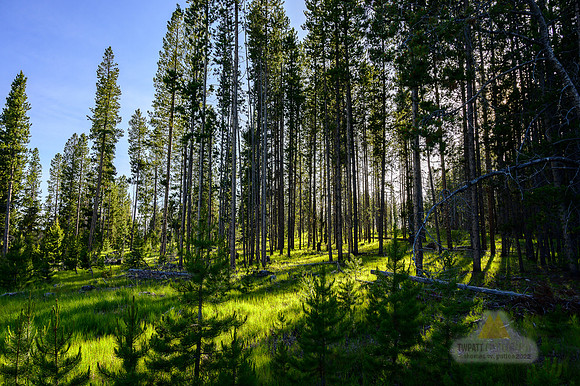 Walking Through Woods on a Sunny Evening