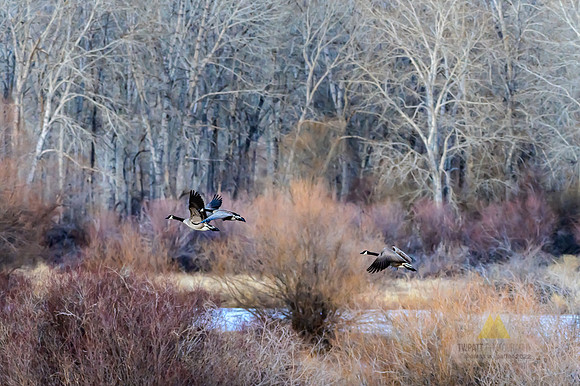 Three on the Fly