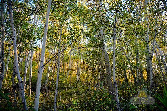 Stopping by Woods...