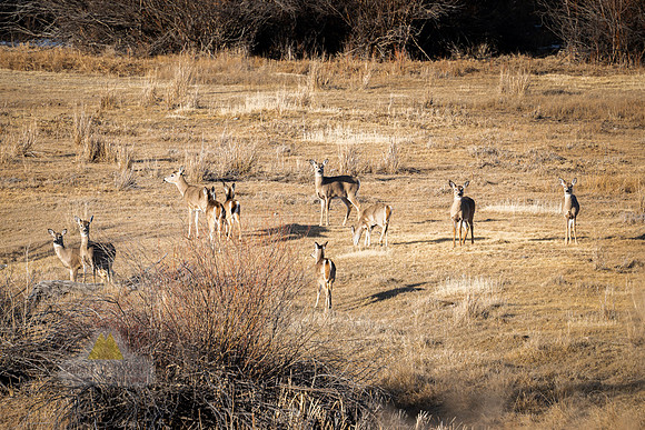 Herd ?