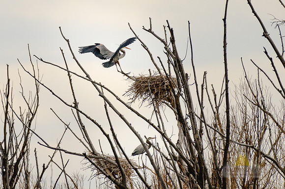 Home to Roost