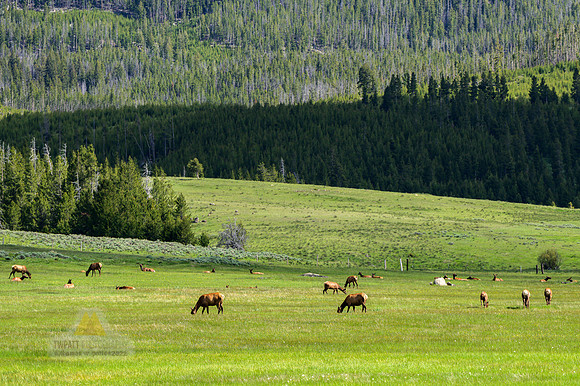 The Elk Days of Summer