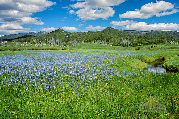 Blue Camas