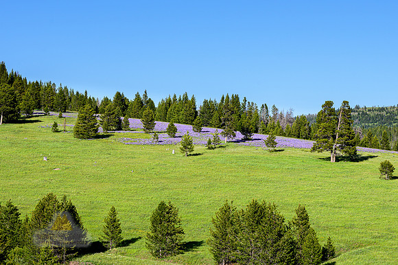 Purple Patches Majestic