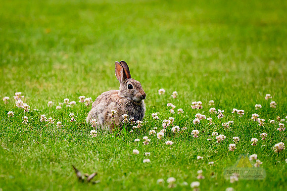 Bunny Heaven